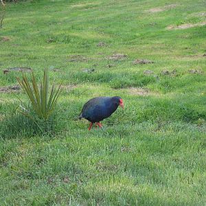 takahe (Porphyrio hochstetteri)