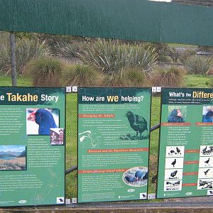 signage for takahe (Porphyrio hochstetteri)