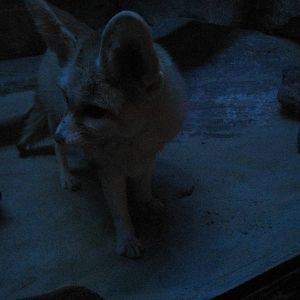 Mouse House- Fennec Fox