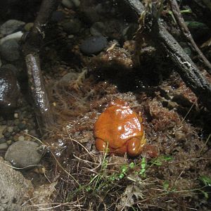 Madagsacar!- Tomato Frog