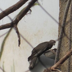 Madagacar!- Vasa Parrot