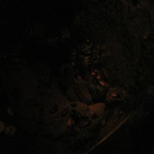 Madasgascar!- Madagascan Hissing Cockroaches