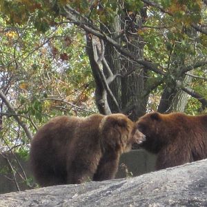 Big Bears- Brown Bear Siblings