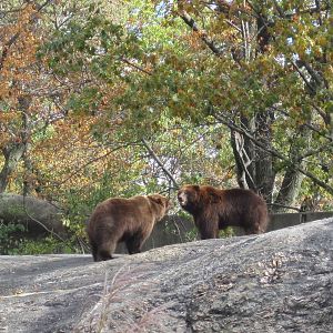 Big Bears- Bear Mountain