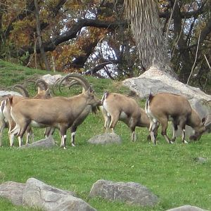 Baboon Reserve- Nubian Ibex Herd