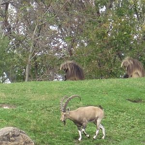 Baboon Reserve- Geladas and Ibex
