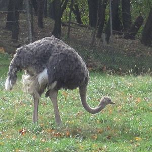 African Plains- Ostrich