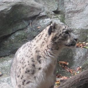 Himalayan Highlands- Snow Leopard