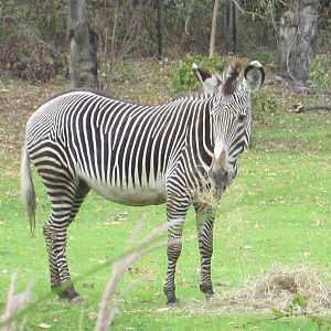 African Plains- Grevy's Zebra