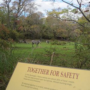 African Plains- Grevy's Zebra Exhibit