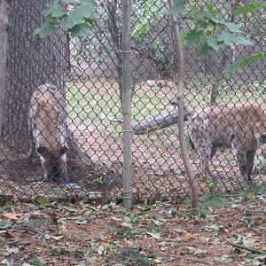 African Plains- Spotted Hyena Siblings