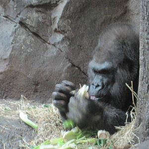 Congo Gorilla Forest- Silverback Gorilla
