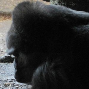 Congo Gorilla Forest- Silverback Gorilla