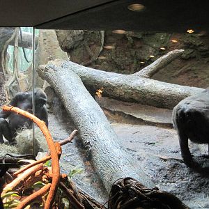 Congo Gorilla Forest- Indoor Gorilla Exhibit