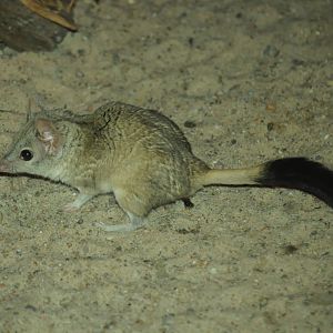 Kowari (Dasycercus byrnei)