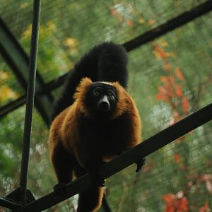 Red ruffed lemur (Varecia rubra)