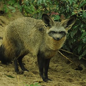 South African bat-eared fox (Otocyon megalotis megalotis)