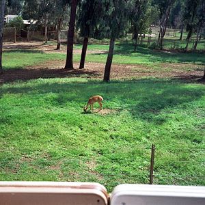 1992 San Diego Wild Animal Park