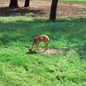 1992 San Diego Wild Animal Park photo ID?