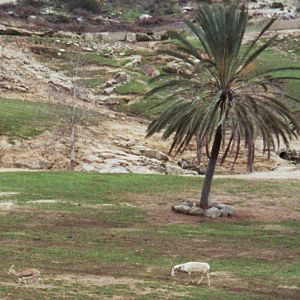 1993 San Diego Wild Animal Park