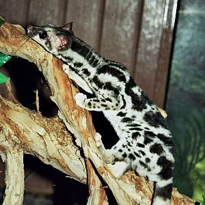 Scanned Wild Animal Park Photos 1992-2001