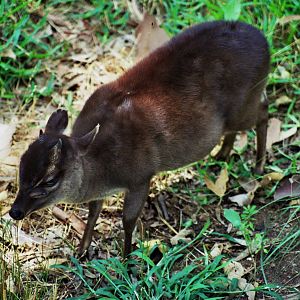 Scanned Wild Animal Park Photos 1992-2001