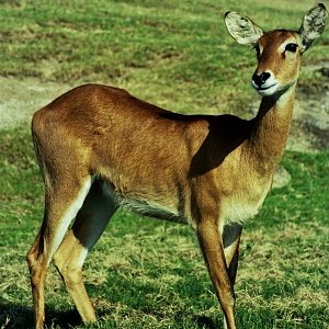 Scanned Wild Animal Park Photos 1992-2001