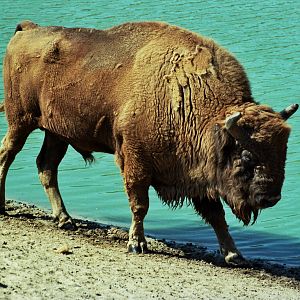 Scanned Wild Animal Park Photos 1992-2001