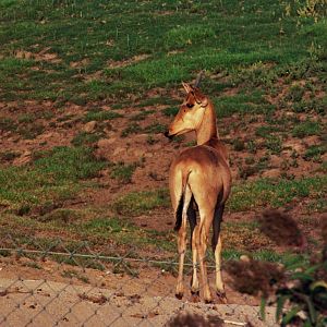 Scanned Wild Animal Park Photos 1992-2001