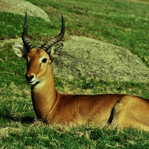 Scanned Wild Animal Park Photos 1992-2001