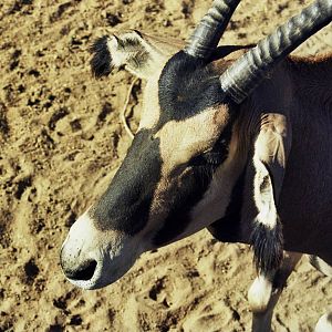 Scanned Wild Animal Park Photos 1992-2001