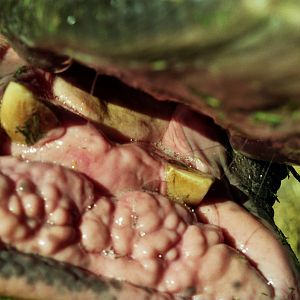 Scanned Wild Animal Park Photos 1992-2001