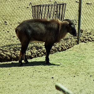 Scanned Wild Animal Park Photos 1992-2001 Photo ID?
