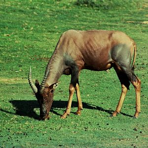 Scanned Wild Animal Park Photos 1992-2001