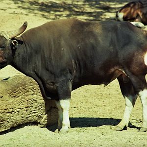 Scanned Wild Animal Park Photos 1992-2001