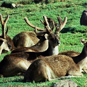 Scanned Wild Animal Park Photos 1992-2001