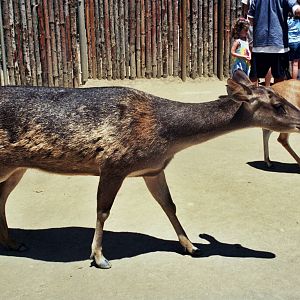 Scanned Wild Animal Park Photos 1992-2001