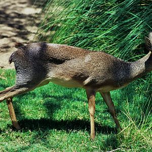 Scanned Wild Animal Park Photos 1992-2001