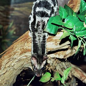 Scanned Wild Animal Park Photos 1992-2001