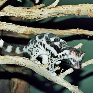 Scanned Wild Animal Park Photos 1992-2001