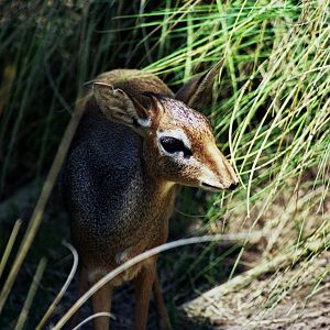 Scanned Wild Animal Park Photos 1992-2001