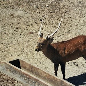Scanned Wild Animal Park Photos 1992-2001