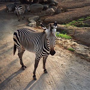 Scanned Wild Animal Park Photos 1992-2001