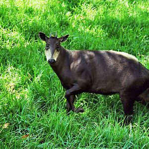 Scanned Wild Animal Park Photos 1992-2001