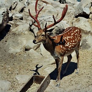 Scanned Wild Animal Park Photos 1992-2001