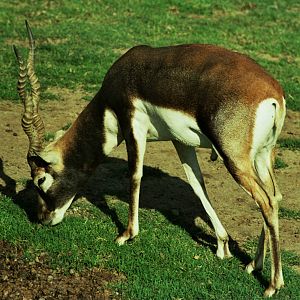 Scanned Wild Animal Park Photos 1992-2001