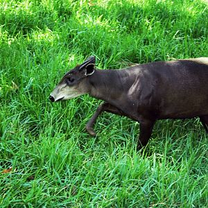 Scanned Wild Animal Park Photos 1992-2001