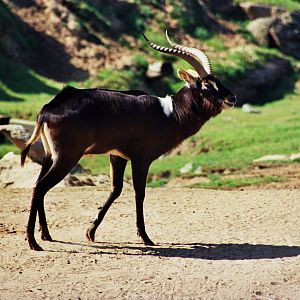 Scanned Wild Animal Park Photos 1992-2001