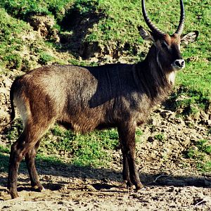 Scanned Wild Animal Park Photos 1992-2001