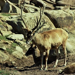Scanned Wild Animal Park Photos 1992-2001